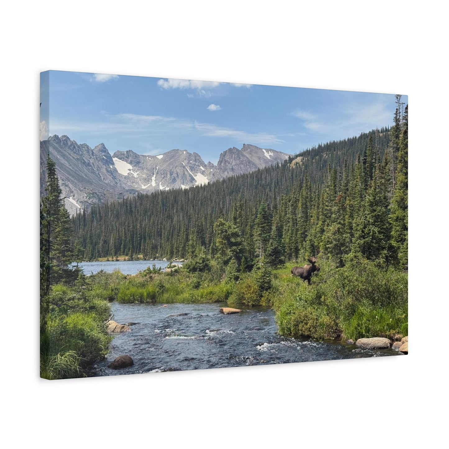 Moose in Nature Canvas Print