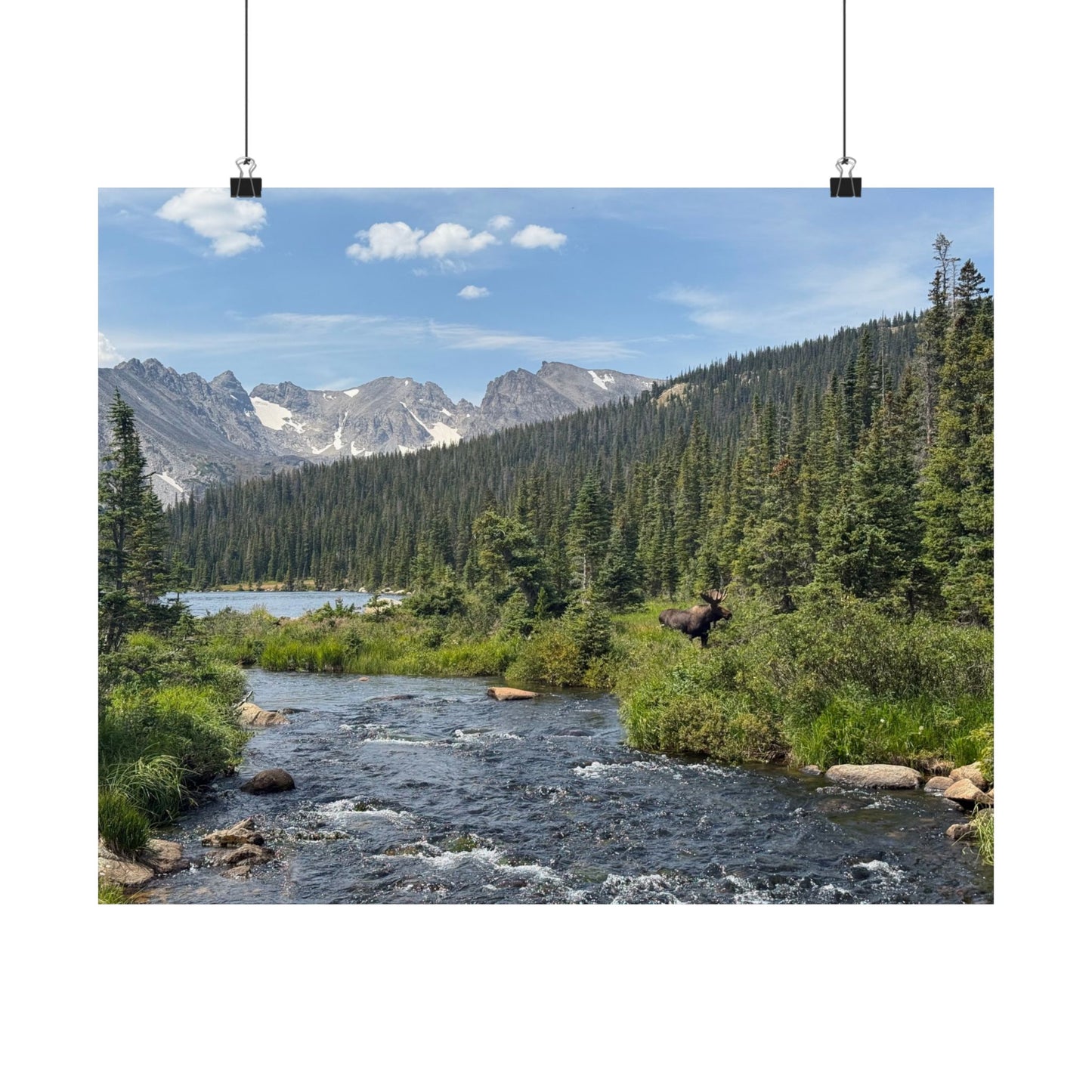 Moose in Nature Print