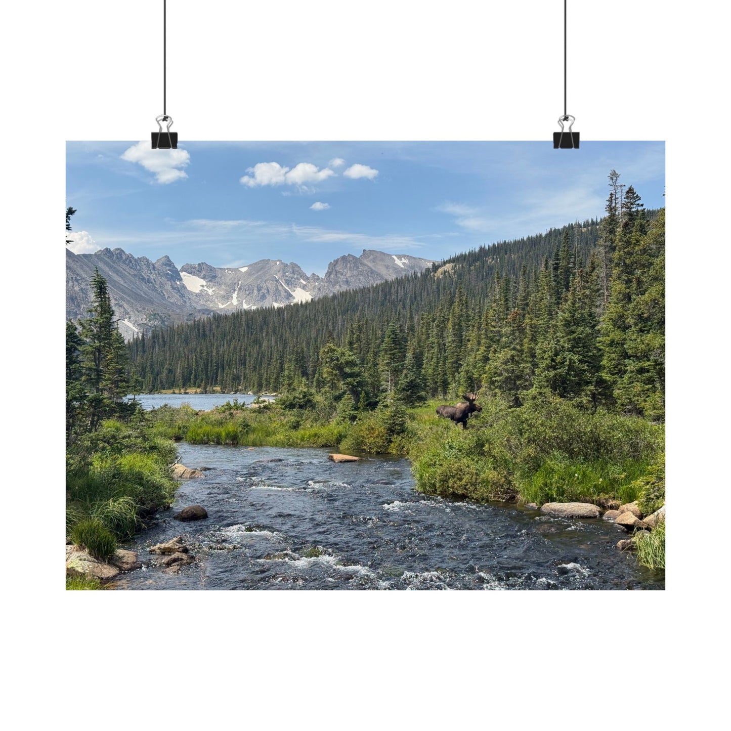 Moose in Nature Print