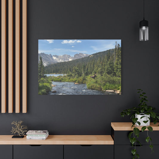 Moose in Nature Canvas Print