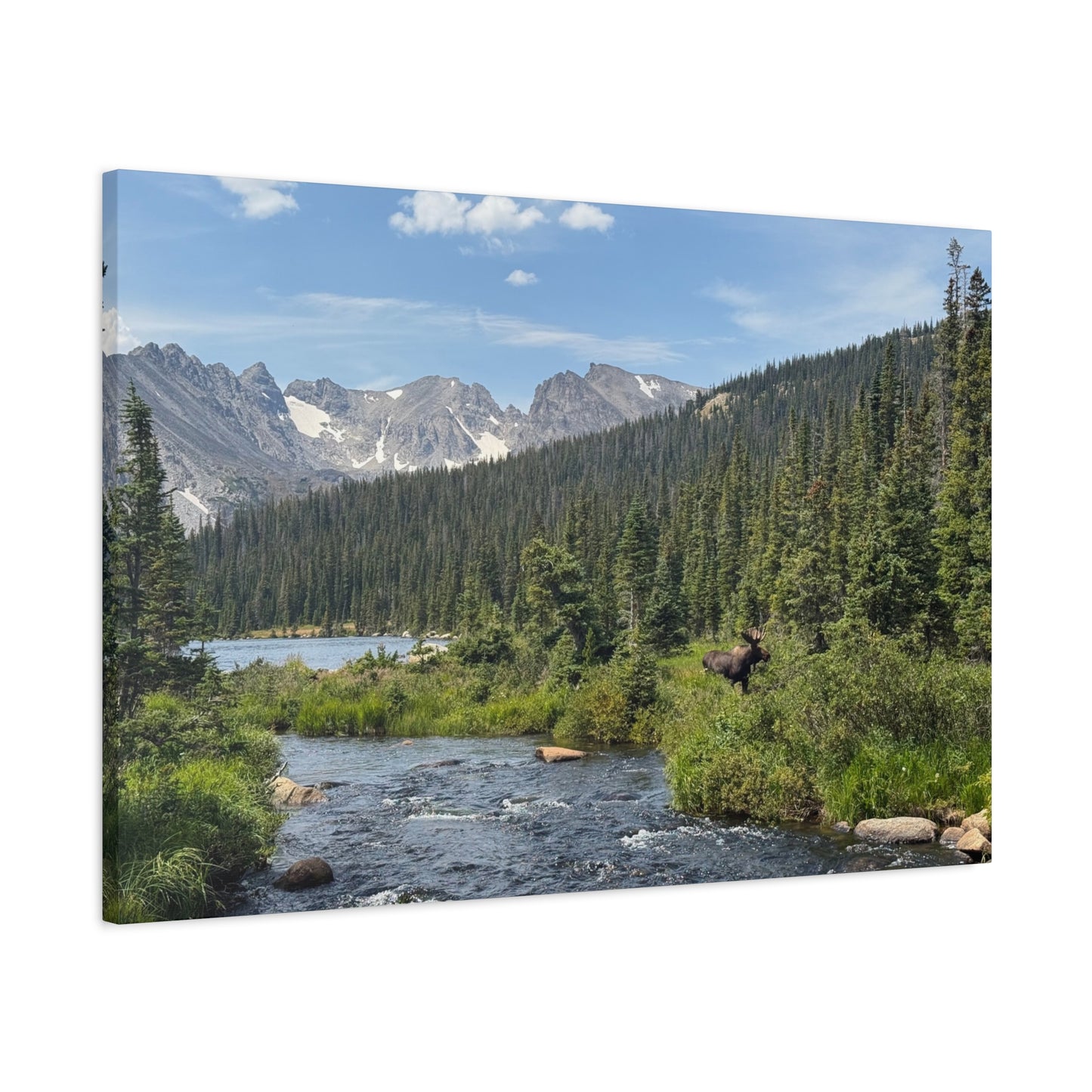 Moose in Nature Canvas Print