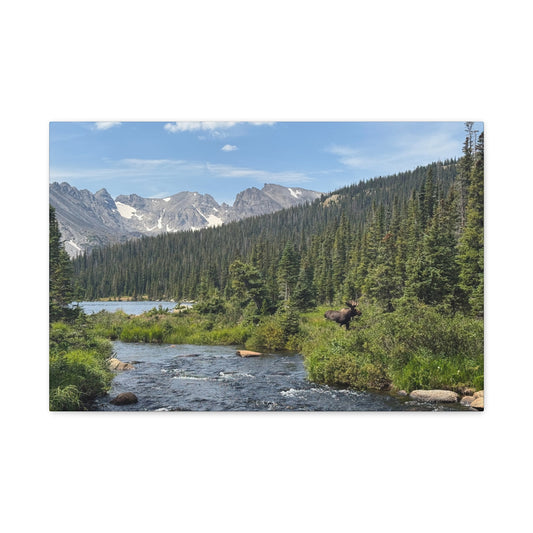 Moose in Nature Canvas Print
