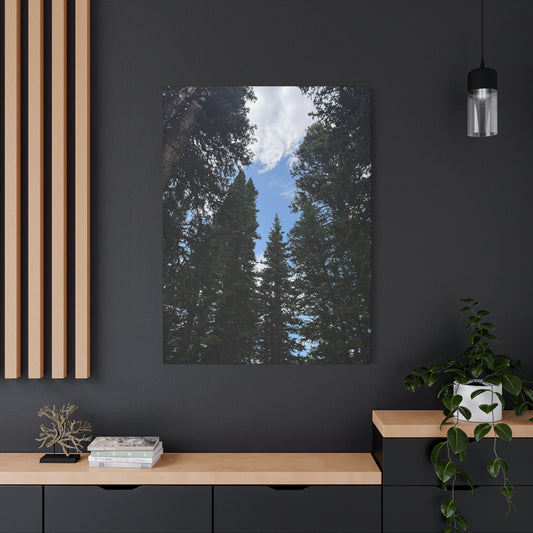 Pine Trees Blue Sky Canvas Print
