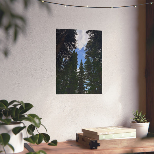 Pine Trees Blue Sky Print
