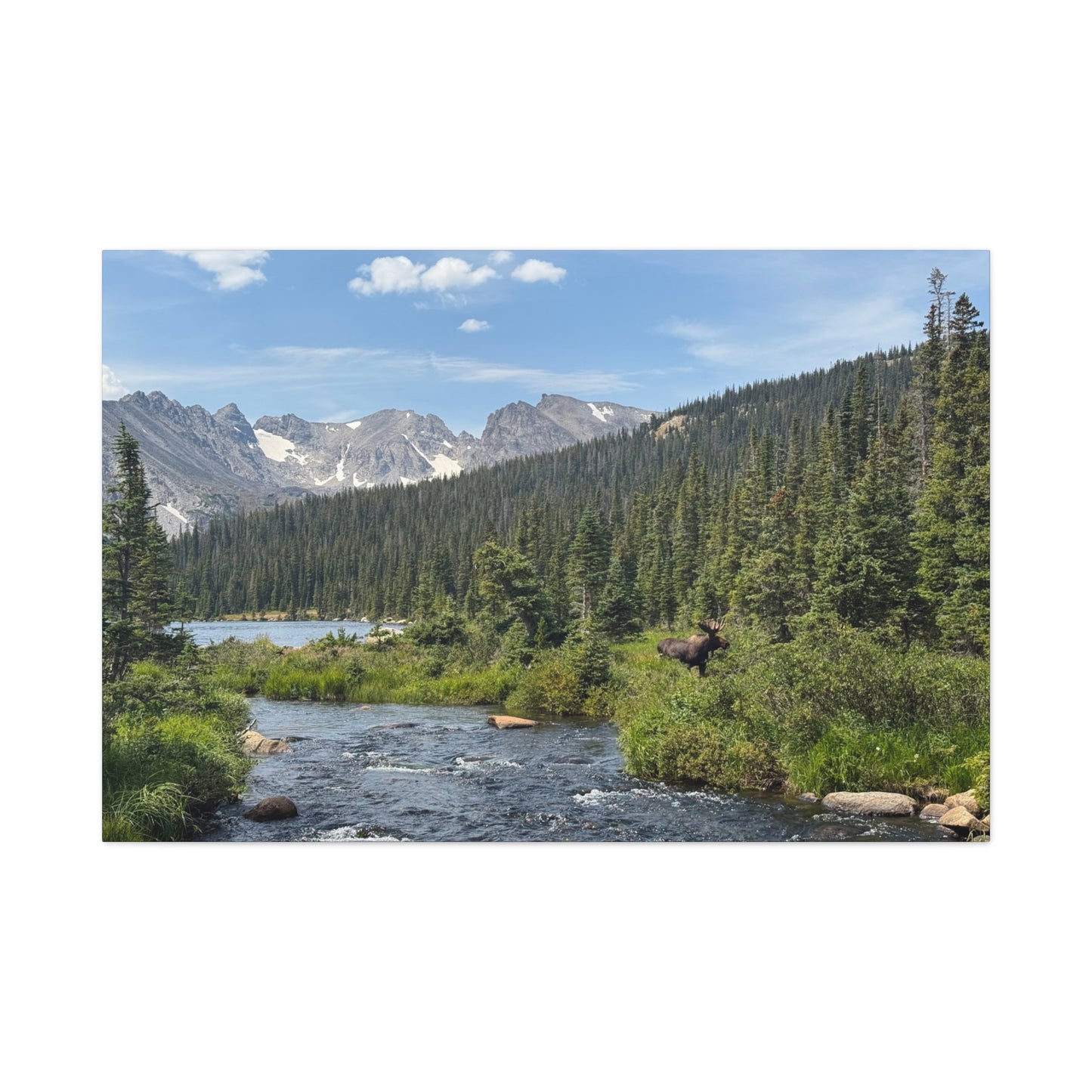 Moose in Nature Canvas Print