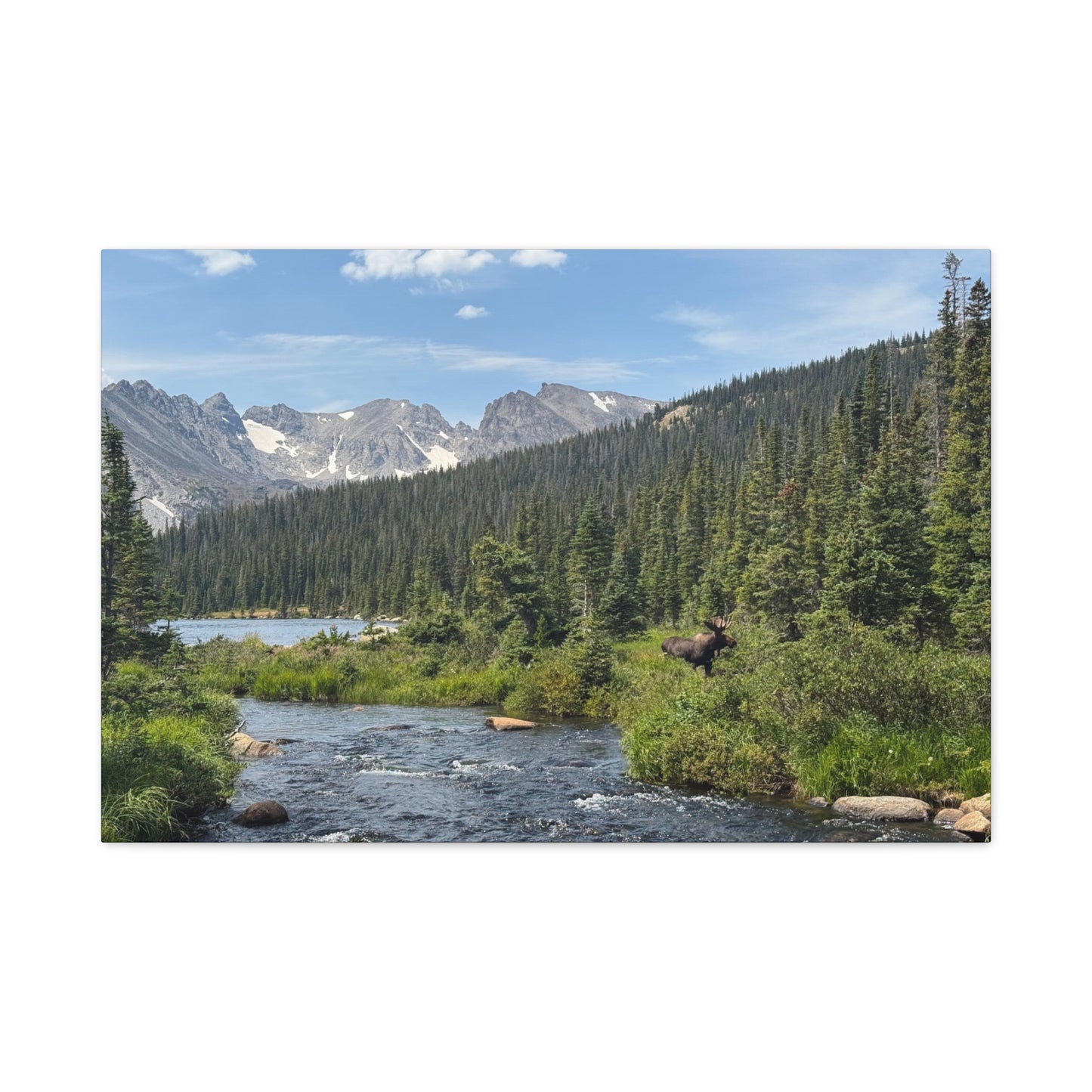 Moose in Nature Canvas Print