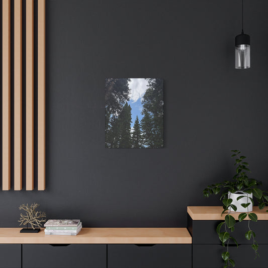 Pine Trees Blue Sky Canvas Print